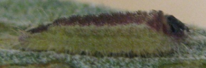 Larvae